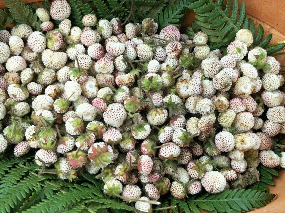 农村4种野草莓第1种冬季才有第4种如今很稀罕30元一斤