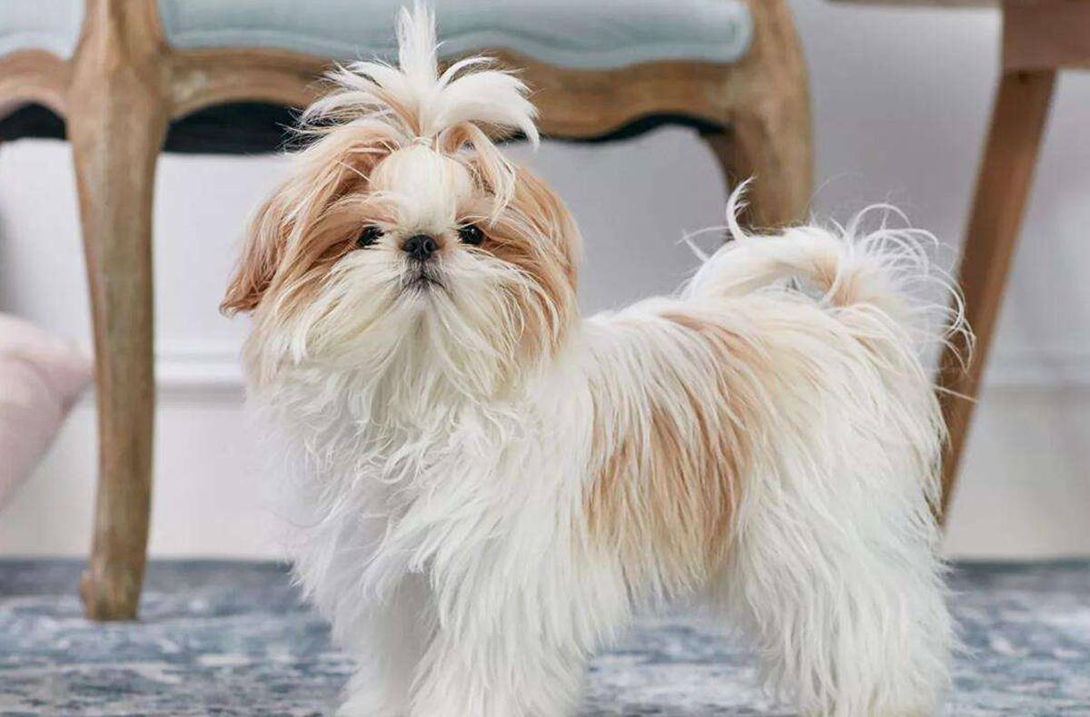 星座狗合集 57bd55ca304f4c4a9be6a6f985cad776.jpeg