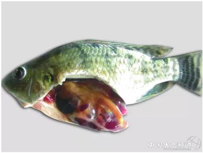 罗非鱼类立克次体病的主要症状和流行特点