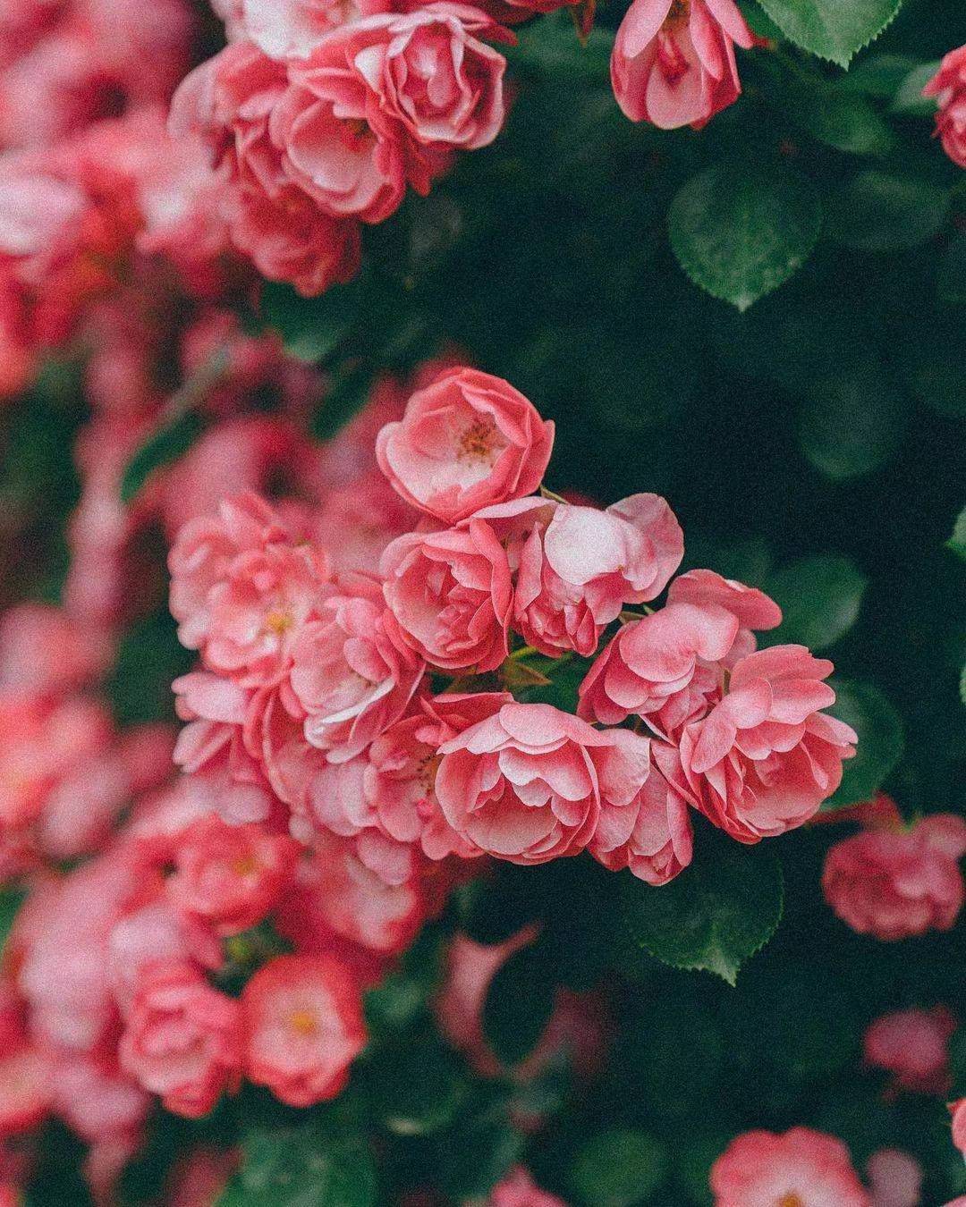 我又下了并不甘美的几行汉字本来我胸中流动的是馥郁而幽微可