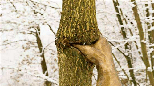 男子将一只手紧紧掐住一棵树，时间长达50年，如今已不能动弹