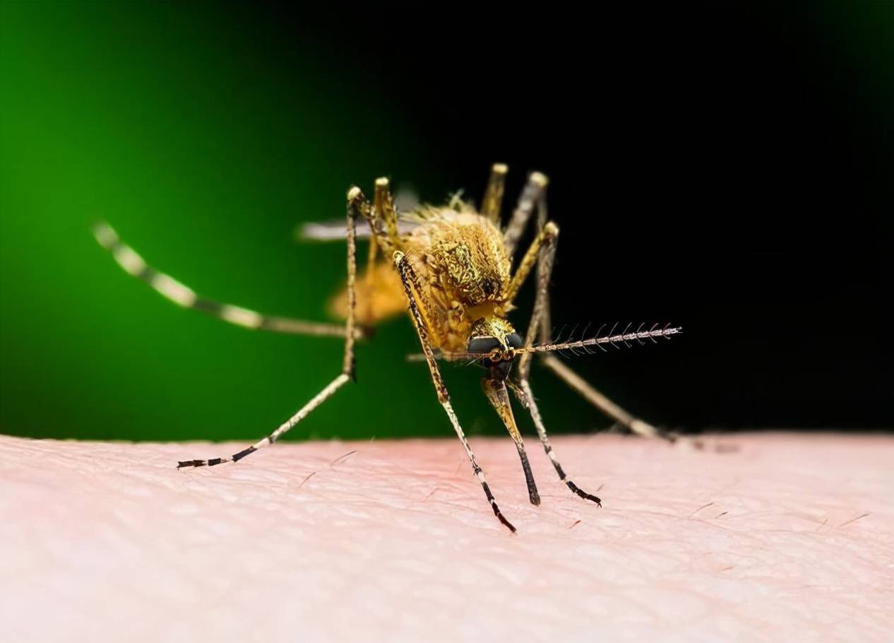 5亿只转基因蚊子,专家:恐将创造更难杀死的蚊子_伊蚊_人类_自然界