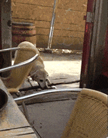 ��ЦGIFȤͼ����ͨ�������һ���ƣ�����������