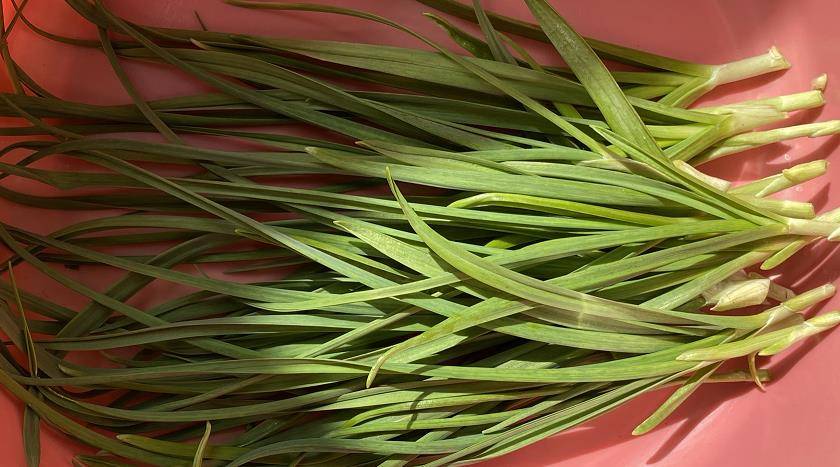 怎么用桶种蒜 e87bb30659a246dda1fca6a6e16a492e.jpeg