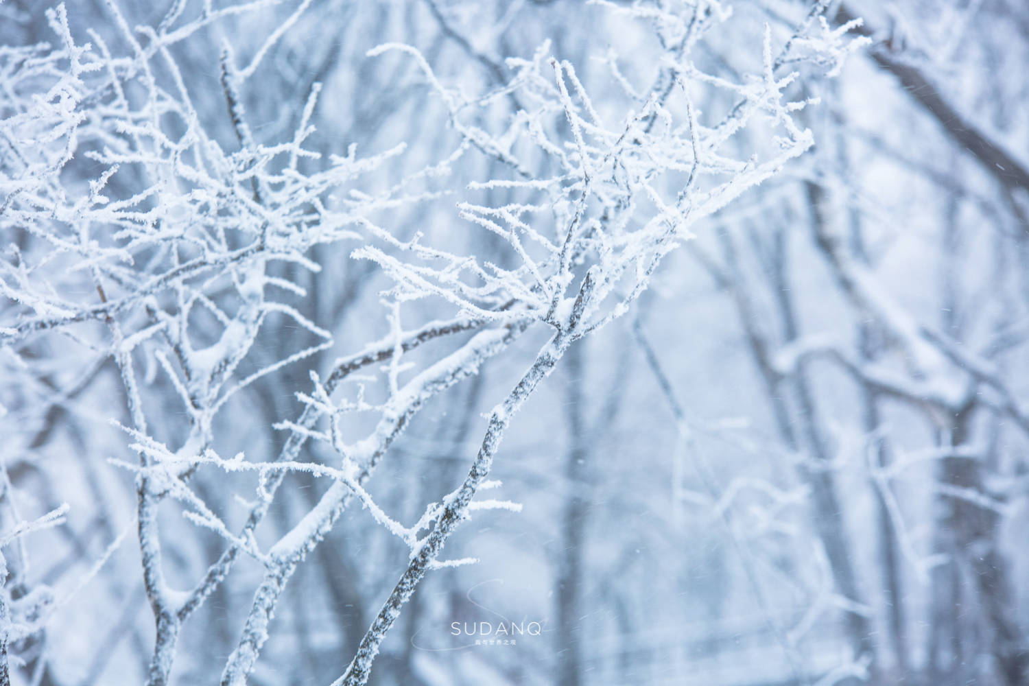 吉林人|玩雪，还得去东北！吉林人的冬季胜景在东三省中算是“老大”吗