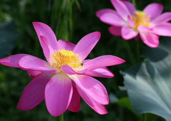 1月25日開始黴運散盡好運降臨十二生肖四大星座如魚得水