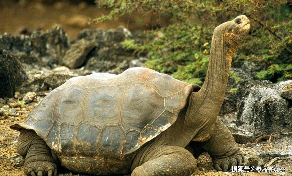 中国芯片十年龟速发展 0d0d257c49bd40a58b31b8e93a330538.jpeg