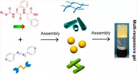 重庆大学jacs多重响应性超分子多肽水凝胶的构建获进展