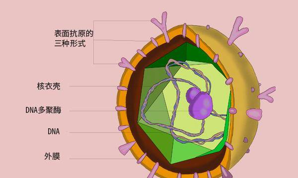 胆酸|什么是肝功能检查？做肝功能检查，到底查哪些东西？