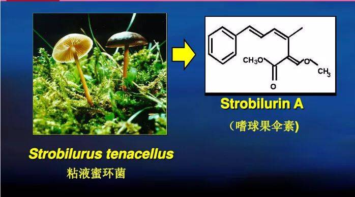 揭秘杀菌市场冠军——嘧菌酯热度不减的秘密_作物_真菌_氨基