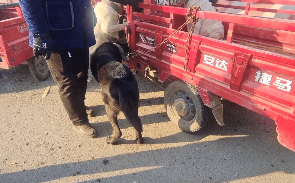 河南有位喜欢逛狗市的网友,这天这位网友又如往常一样来到当地的一个