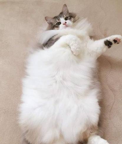 闪电猫咪 1604b67dc04b4a02a865e876202d5dac.jpeg