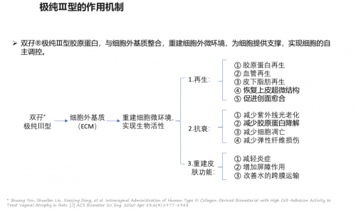 产品双孖医疗王培蕾独家分享薇旖美以及三型胶原蛋白的美学作用