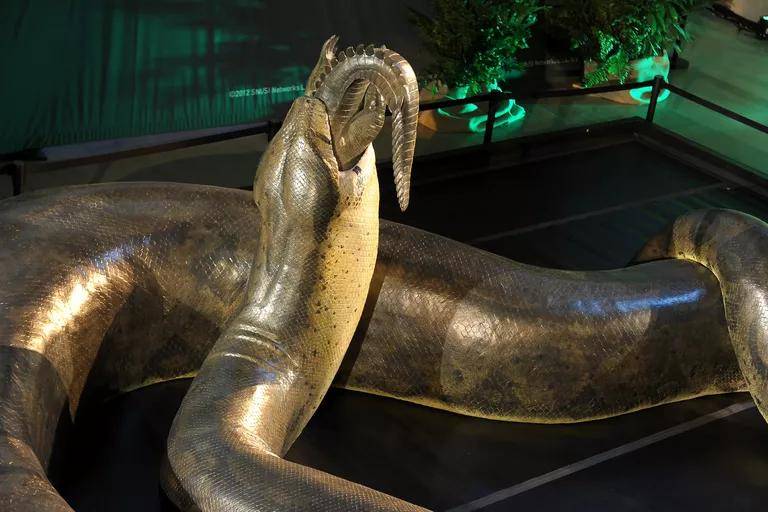 原创50英尺长2000磅重的巨型史前蛇泰坦巨蟒