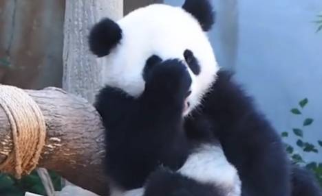 日本被大熊猫“征服”，迷恋到这样的程度：永久不归还！