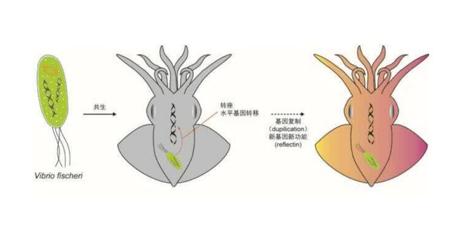 章魚應該來自外星？多個研究表明，科學家的懷疑或許是對的 科技 第10張