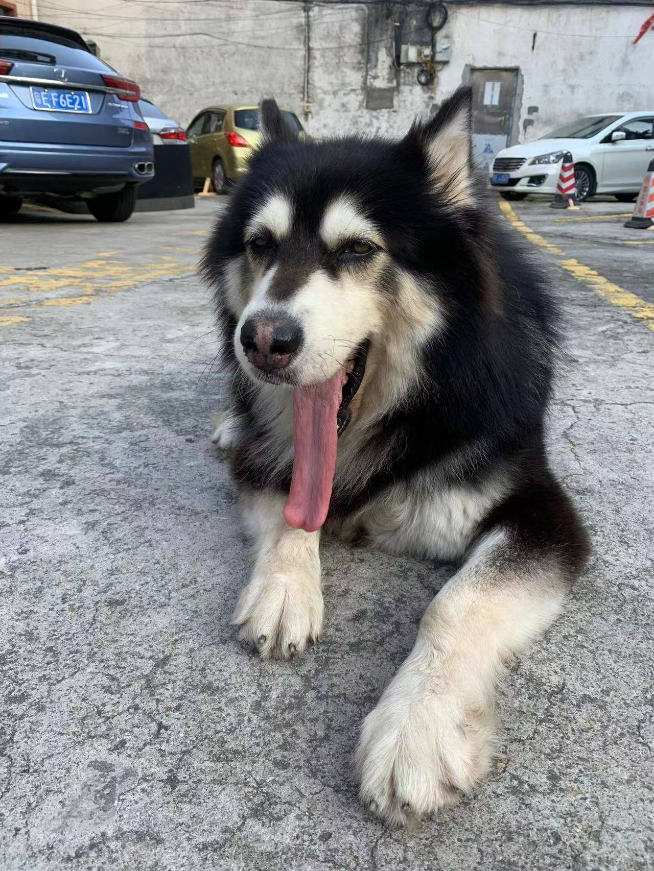 佛山市南海区大沥镇平地泗沥村寻找黑白母阿拉斯加犬