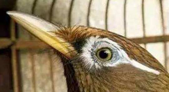 怎么养鸟最有效 01627cf162e6479eac7dc4083fbf82df.jpeg