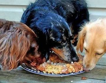 做法|饲养狗狗,这些做法对狗狗的伤害很大,很多饲主却还不知道!