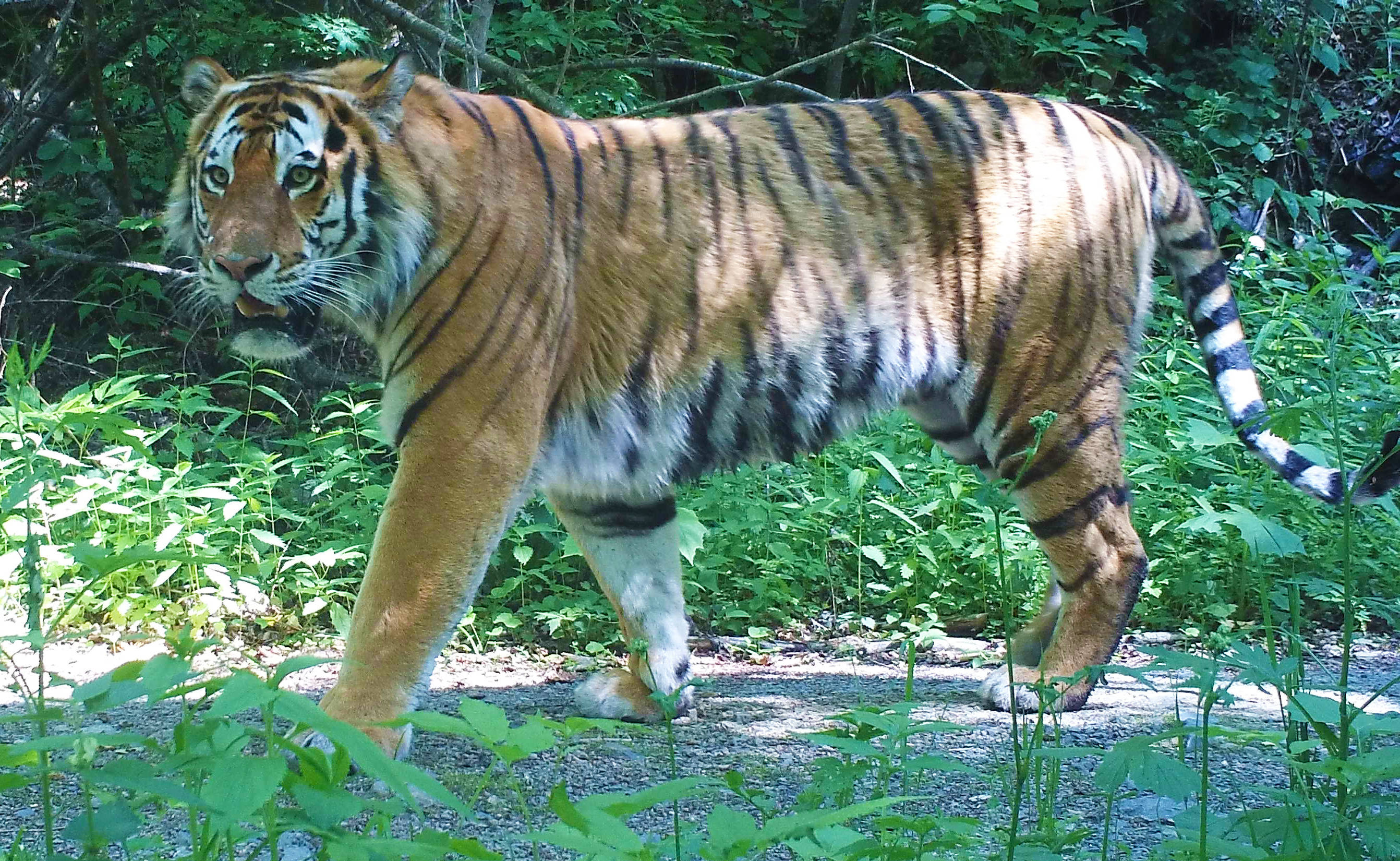 这不,看这一家子,虎爸虎妈走在前面,两只小老虎跟在后面,走着走着,还