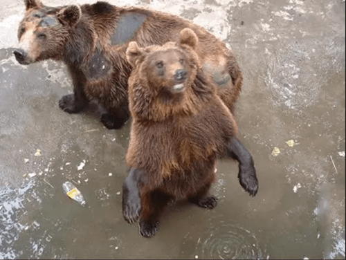 北京硫酸泼熊案回顾清华才子连伤5只熊从天之骄子到清华之耻