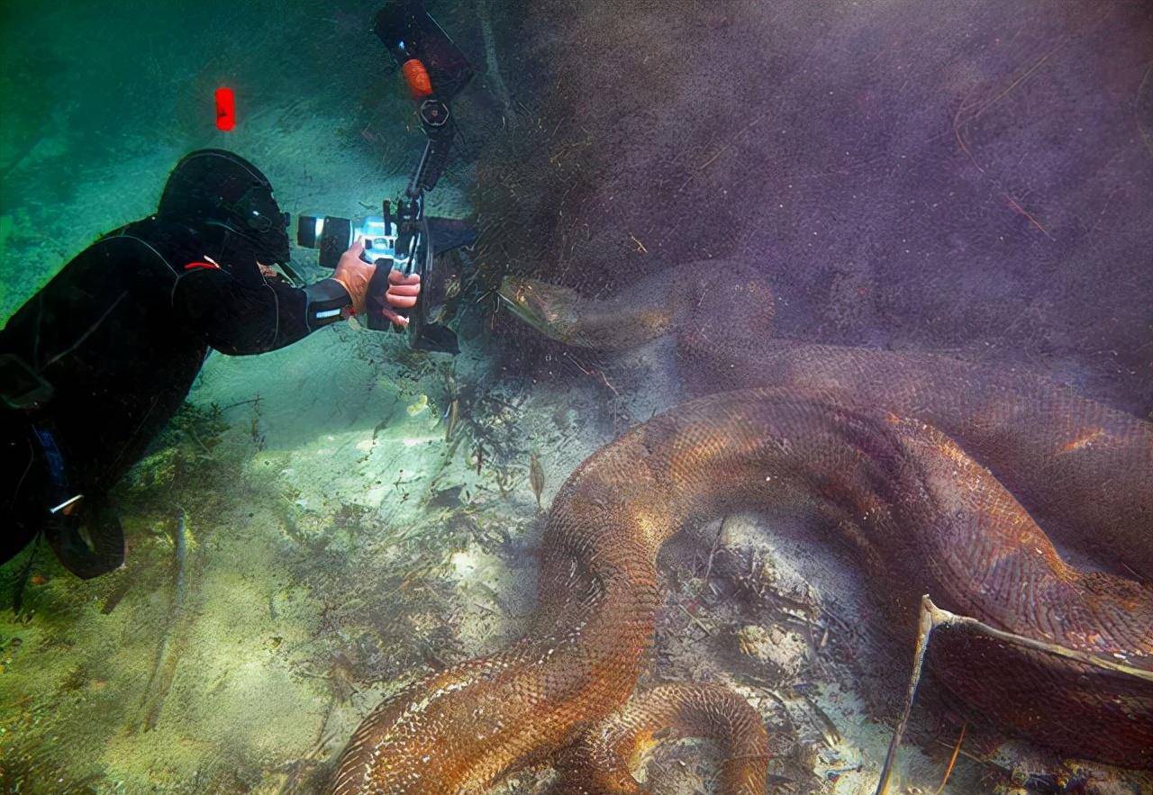 28张活久见的照片,卡住喉咙的巨型鲨鱼,骑在鸟背上的黄鼠狼