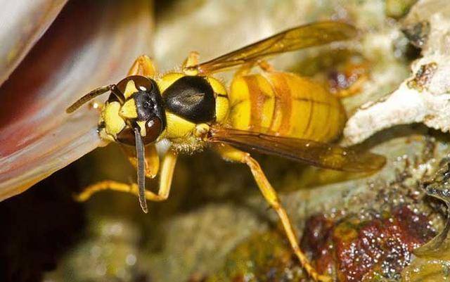 盘点世界上最危险毒性最大的10种蜂类