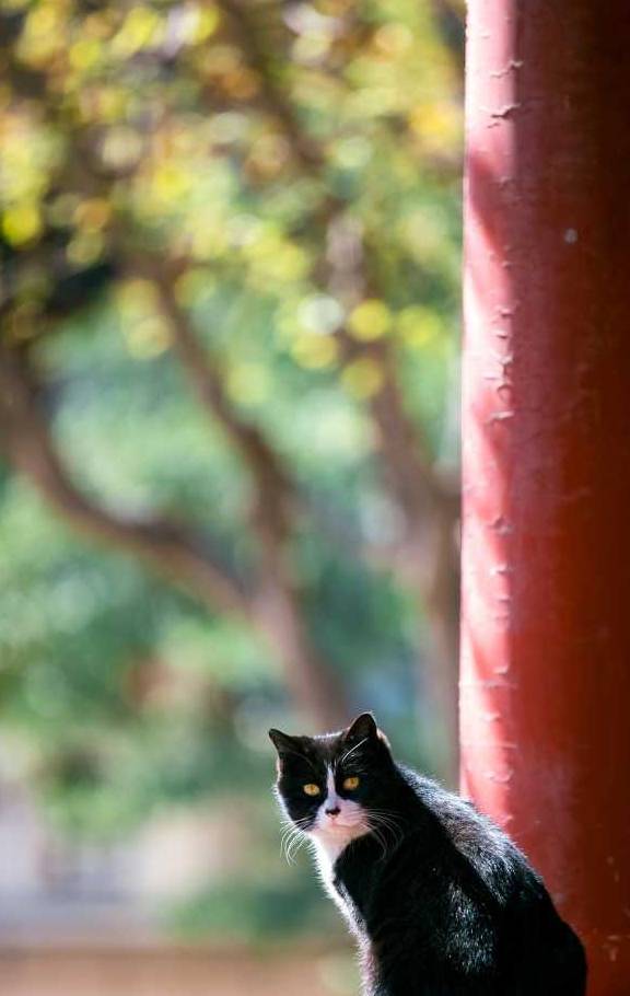 三花原来中华田园猫的种类这么多，橘猫上榜，狸花猫的颜值居然最高！