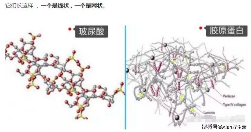 kiko护肤新手必看：VidaGlow营养师告诉你玻尿酸和胶原蛋白的那些事