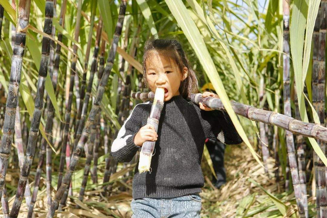 老人说:"冬吃甘蔗赛过参",可你真的吃对了吗?