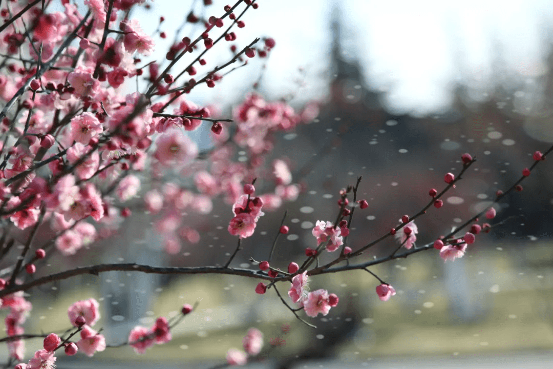 大明湖|一大波“花花世界”正涌来！快来济南邂逅“梅”好时光！