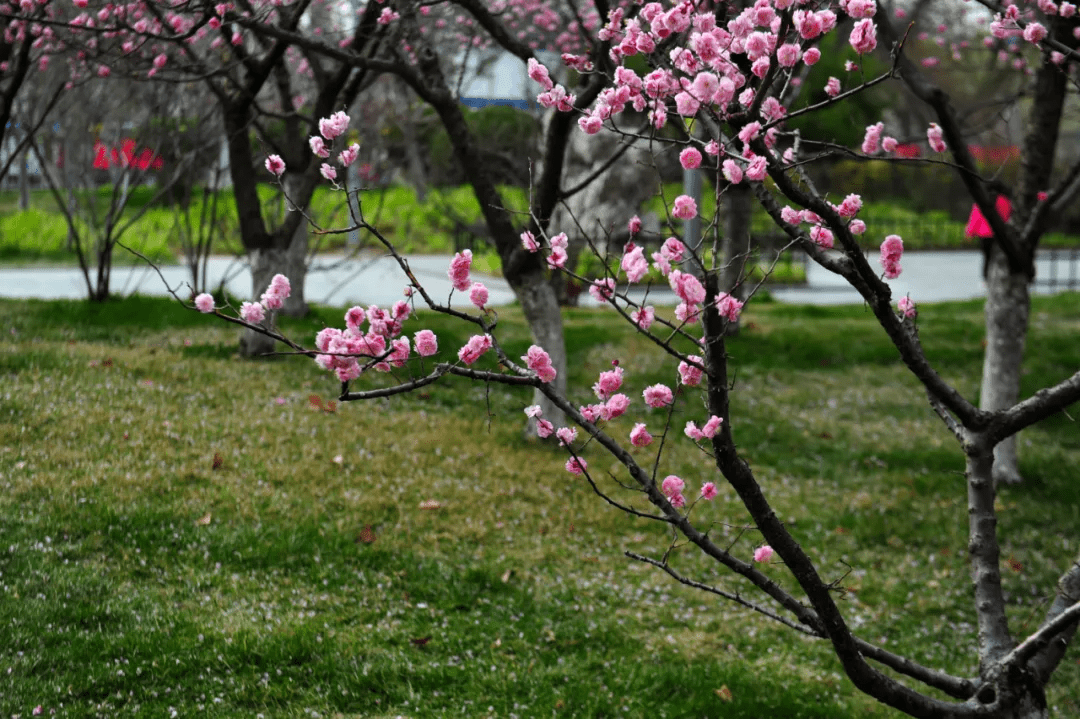 大明湖|一大波“花花世界”正涌来！快来济南邂逅“梅”好时光！