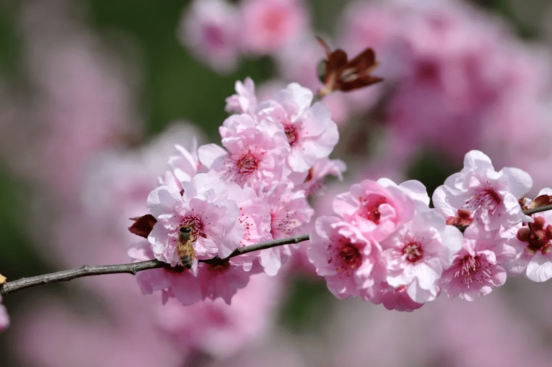 大明湖|一大波“花花世界”正涌来！快来济南邂逅“梅”好时光！