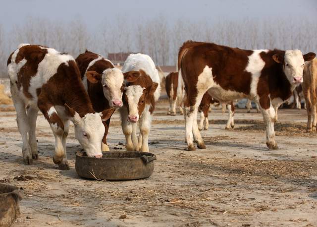 镇痛|养牛人注意！牛感冒、咳嗽的简单、有效治疗及防治措施