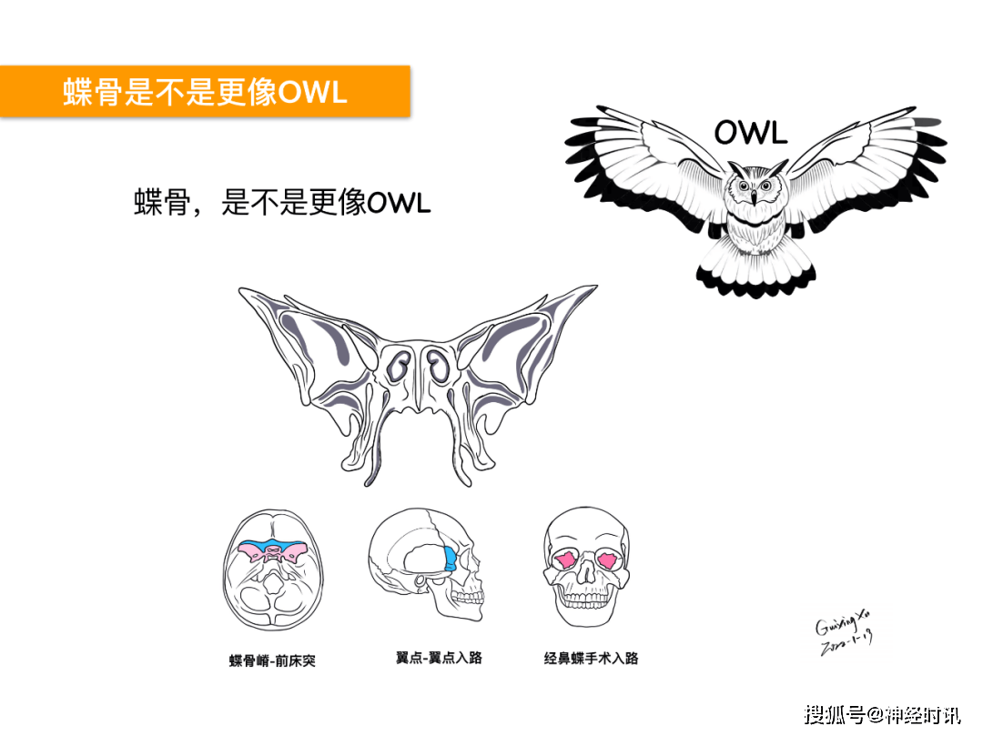 徐桂兴颅脑解剖手绘最新作品