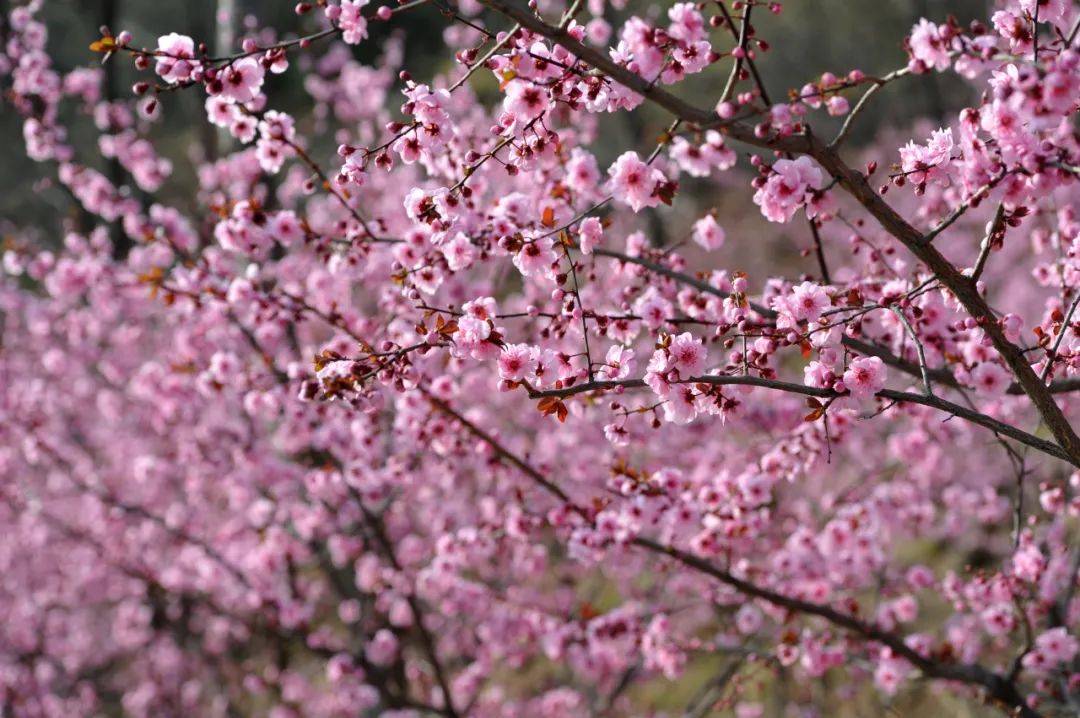 大明湖|一大波“花花世界”正涌来！快来济南邂逅“梅”好时光！