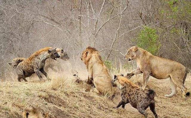 原创鬣狗与狮子鬣狗经常骚扰狮群为何狮子对它只是杀而不食呢