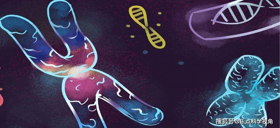 所以动物的近亲繁殖(回交)与我们人类一样,有患病的风险,而在动物的