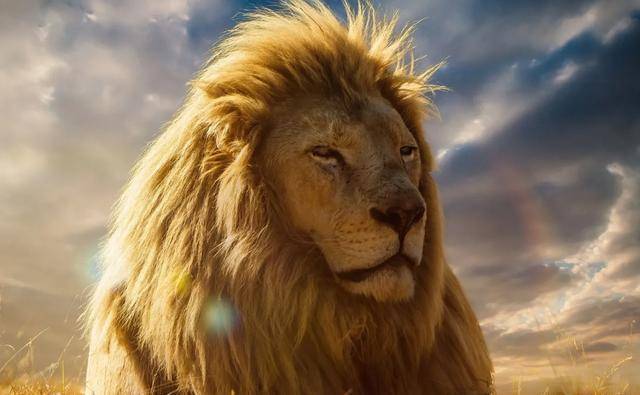 揭秘：狮子王国内，雄狮当上狮王后，为何就不狩猎了？_狮群_雌狮_挑战
