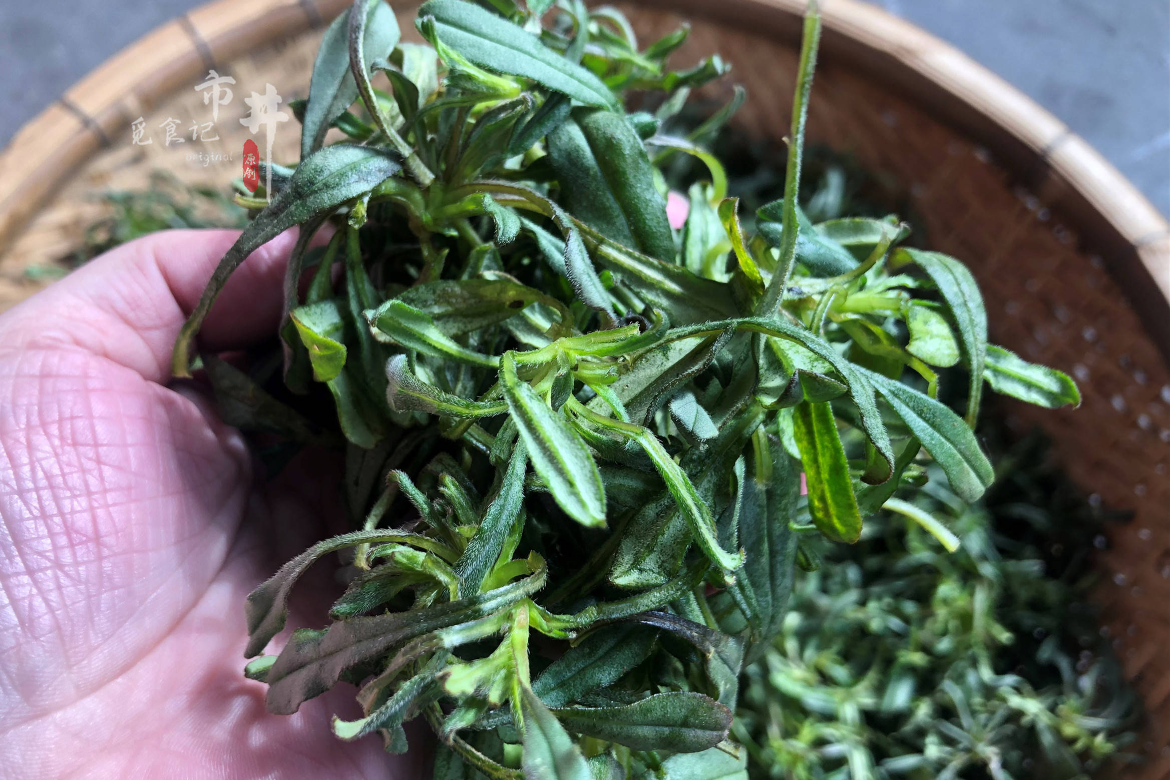 立春过后,"头茬野菜"该采摘了,包饺子真香啊,好多人还不认识_荠菜