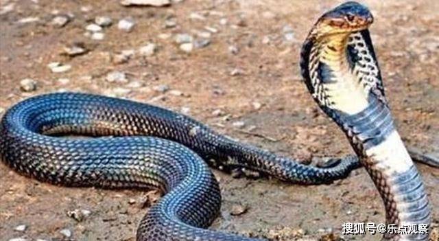 蛇是多久进入冬眠 03d65084bbc64d8fa1c3489f8b3b5efc.jpeg