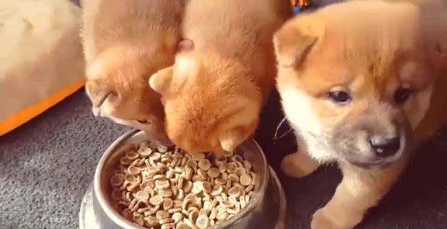 什么|有养狗和养狗的人，差别太大了，你是哪种？