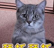 什么声音可以让猫睡觉 3a132a504177441885887f42e35e54ba.jpeg