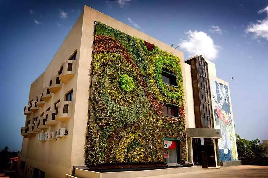 墙体绿化都市里的茂密森林