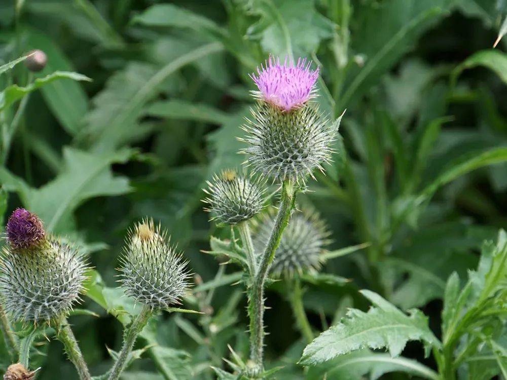 原創它是農村一大害草滿身是刺卻是春季極品野菜含鈣高別錯過