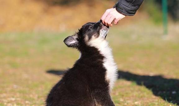 因为|训犬师用零食让狗乖乖听话，零食用得对，训练更容易成功