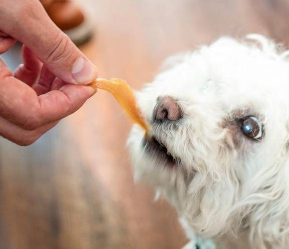 因为|训犬师用零食让狗乖乖听话，零食用得对，训练更容易成功