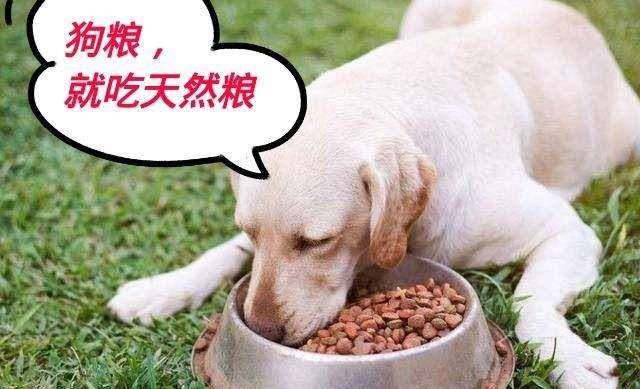 意思|狗狗“舔人”很脏?其实并不是,舔你是有原因的