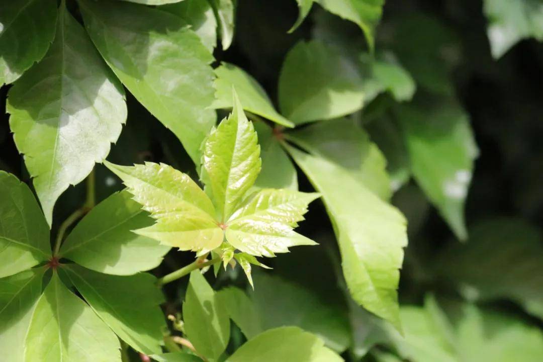 四季|光阴里的西安铁道技师学院二十四节气