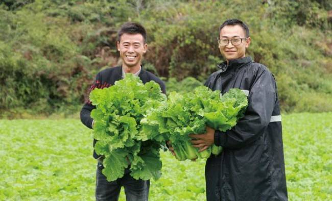 返乡种植高山蔬菜 打造城里人的绿色健康菜园子 佘德江 大林村 村民